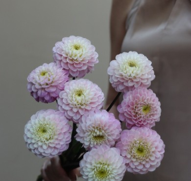 Букет из розовых георгин